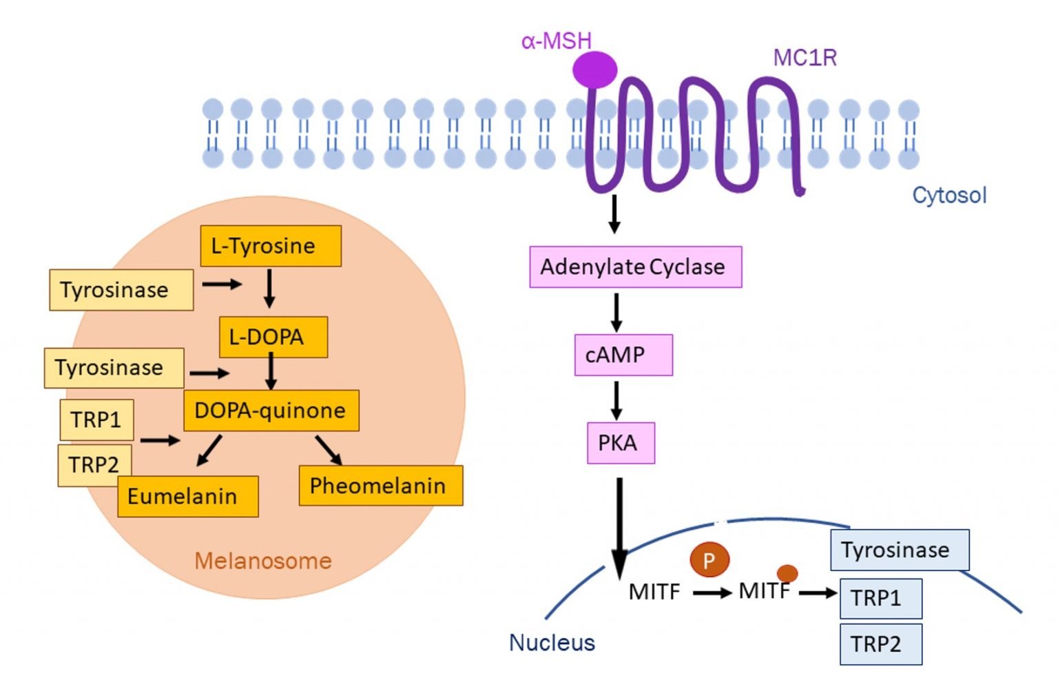 The Importance of Melanin in Protecting the Skin Hexis Lab