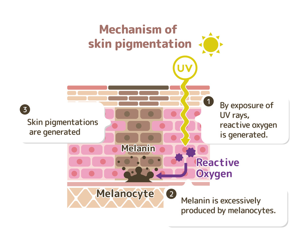 The Importance Of Melanin In Protecting The Skin Hexis Lab