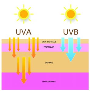 The Importance of Melanin in Protecting the Skin - Hexis Lab