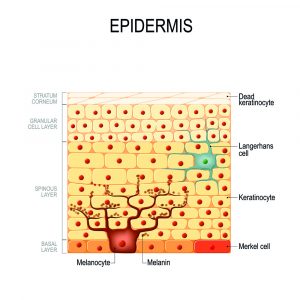 The Importance of Melanin in Protecting the Skin - Hexis Lab