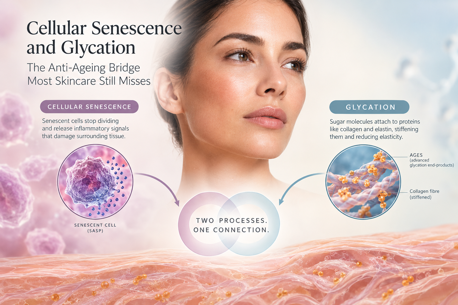 Glycation and cellular senescence diagram